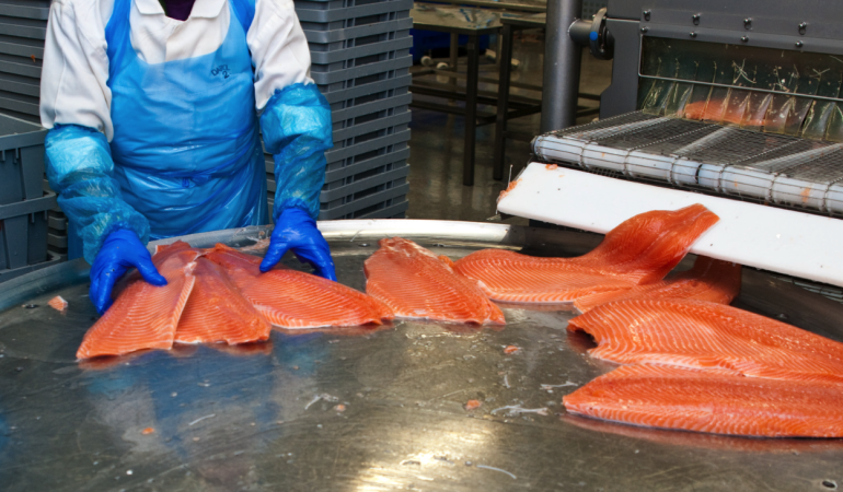 salmon