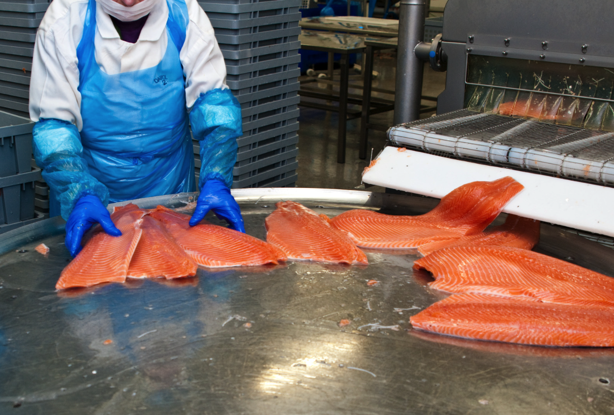 salmon